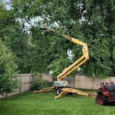 Best Tree Disease Treatment  in Montgomery, WV